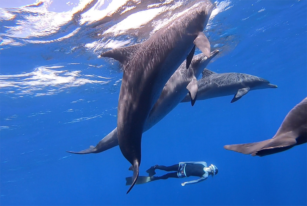 Swimming with or Watching Dolphins